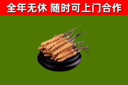 当阳市回收冬虫夏草