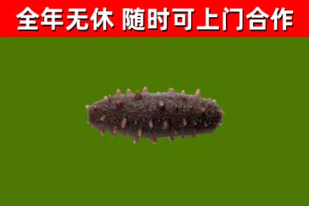 当阳市回收海参干